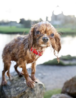 little emily bolton abbey sm.jpg